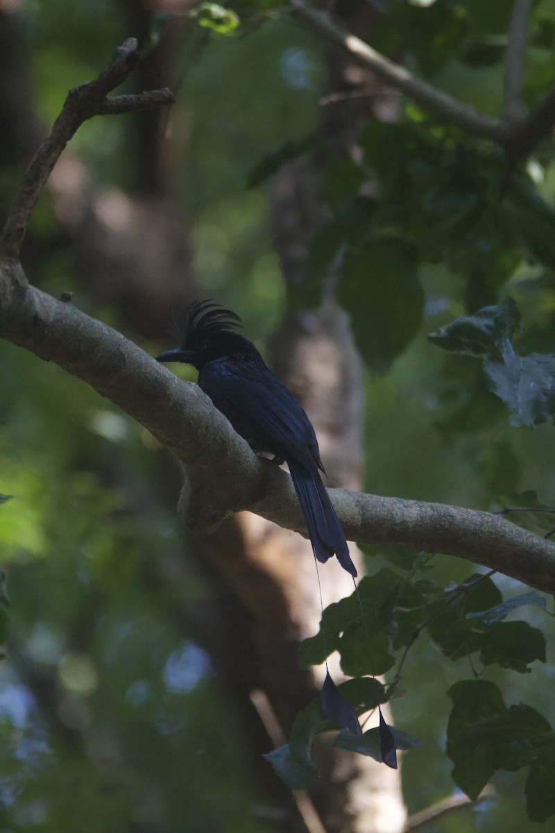 Greater Racket-tailed Drongo - ML646781590