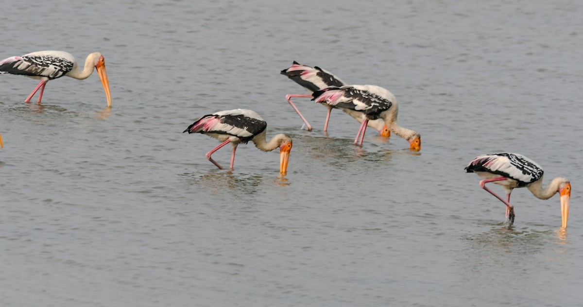 Painted Stork - ML646781593