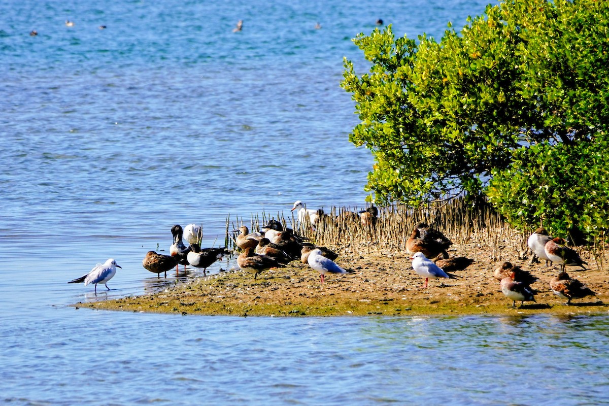 Karabaş Martı - ML646781595