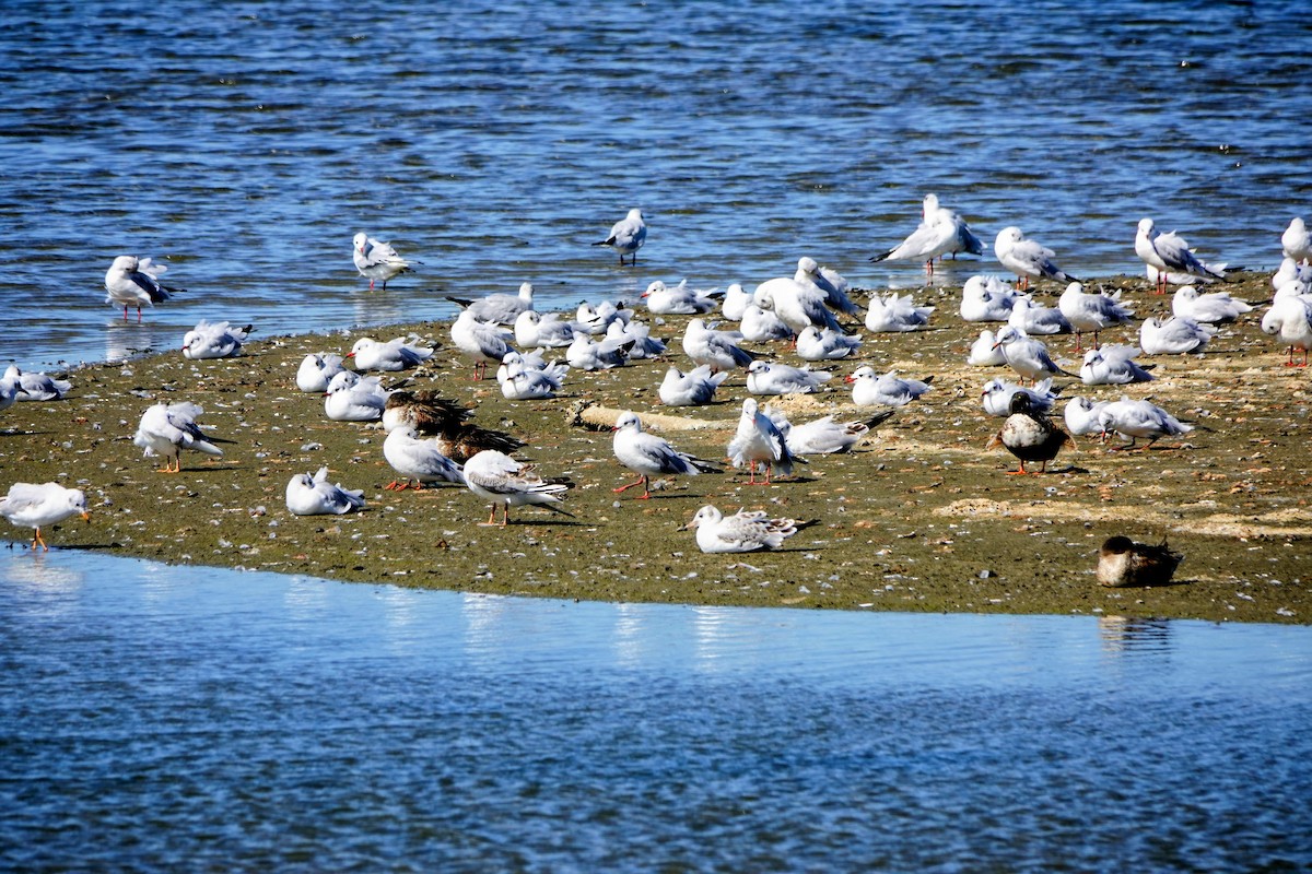 Karabaş Martı - ML646781596