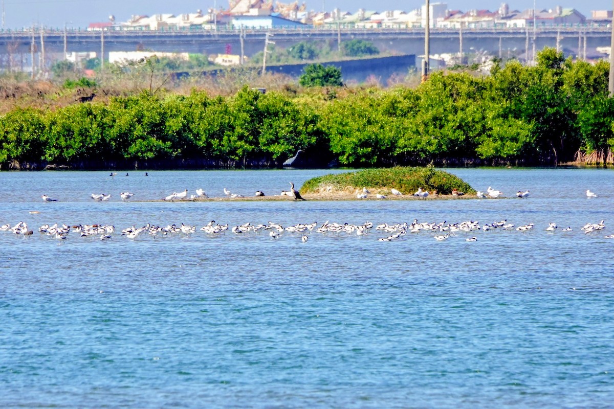 Kılıçgaga - ML646781601