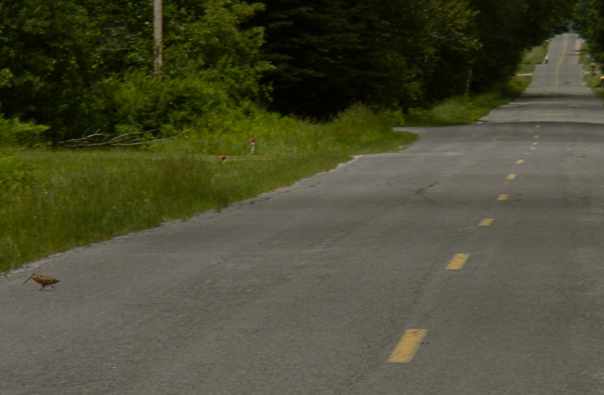 アメリカヤマシギ - ML646781603