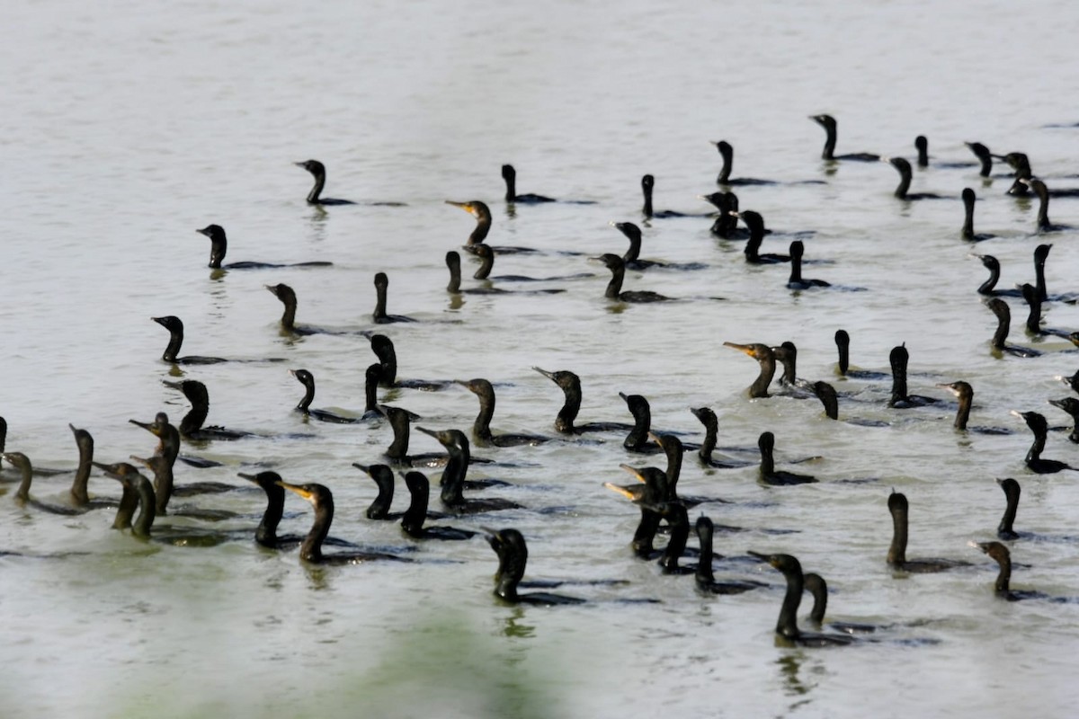 Great Cormorant - ML646781604