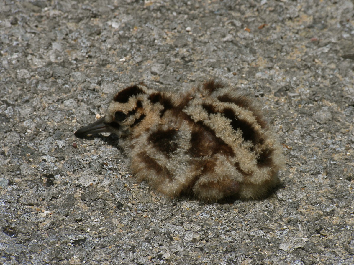 アメリカヤマシギ - ML646781605