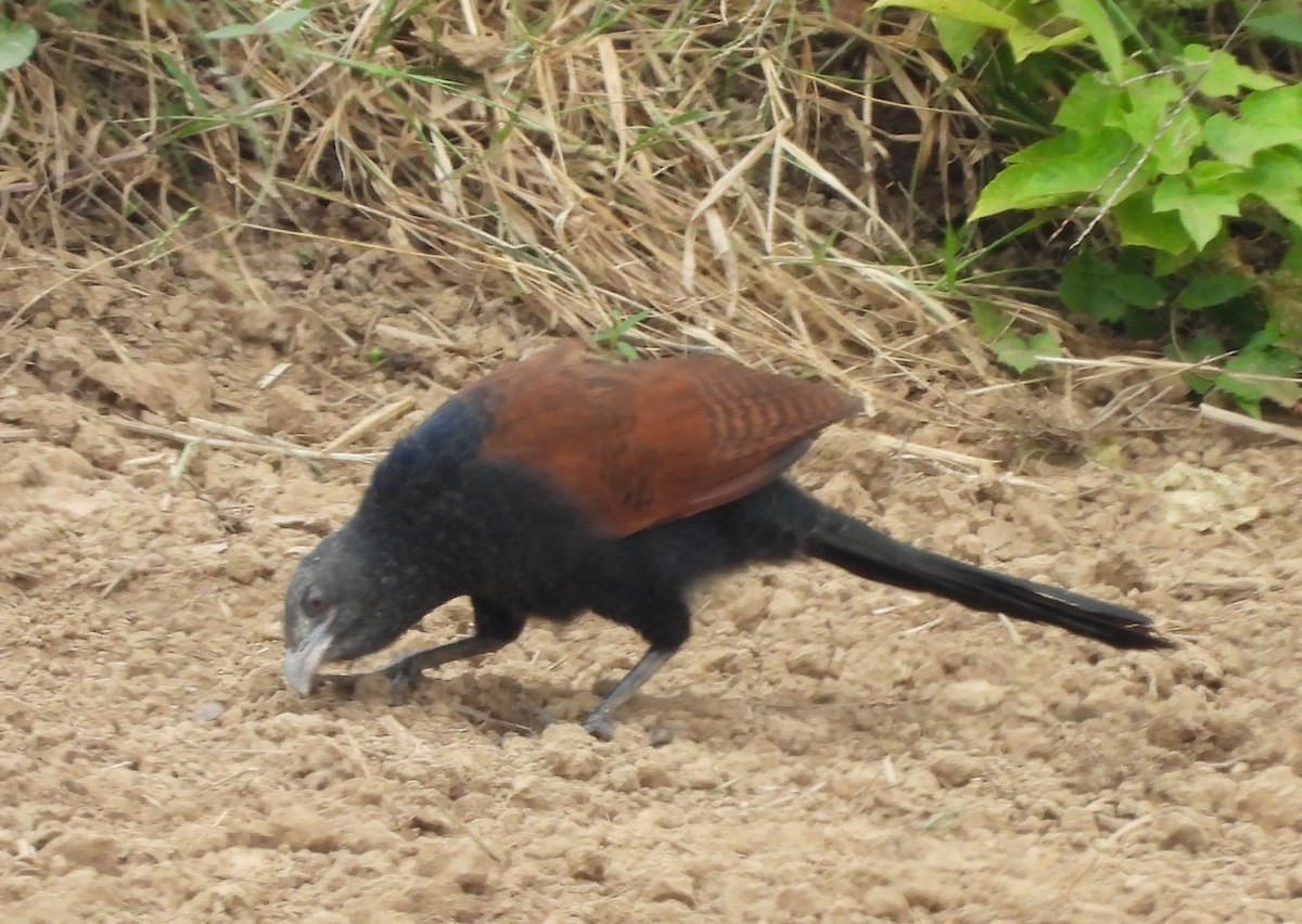 褐翅鴉鵑 - ML646781606