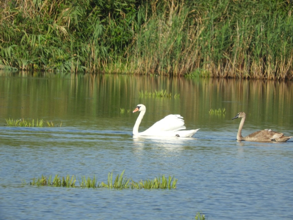 Лебедь-шипун - ML646781607
