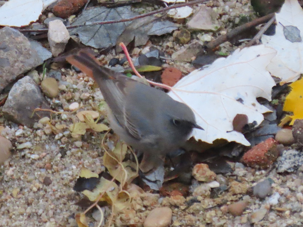 Мойлон гал сүүлт - ML646781608