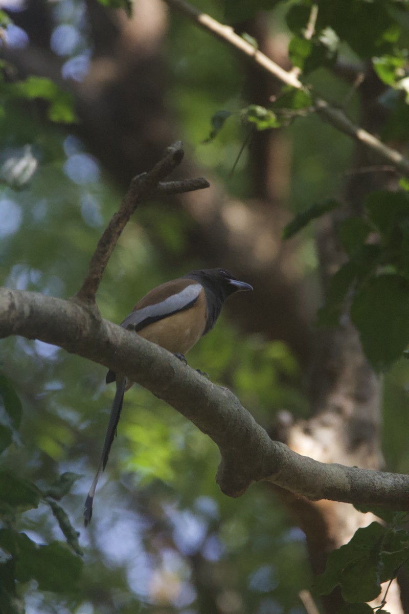 Rufous Treepie - ML646781610