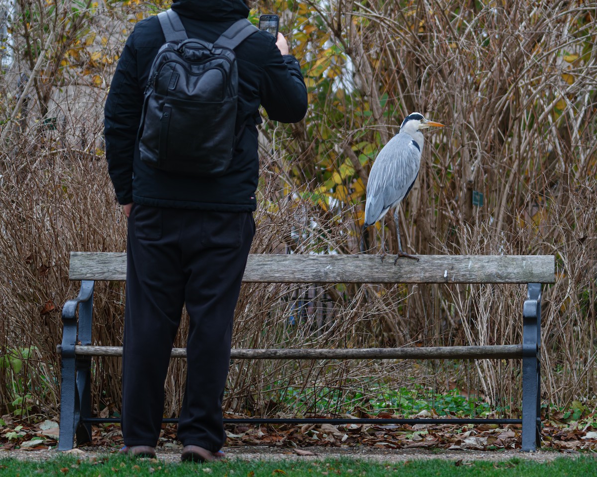 gråhegre - ML646781613