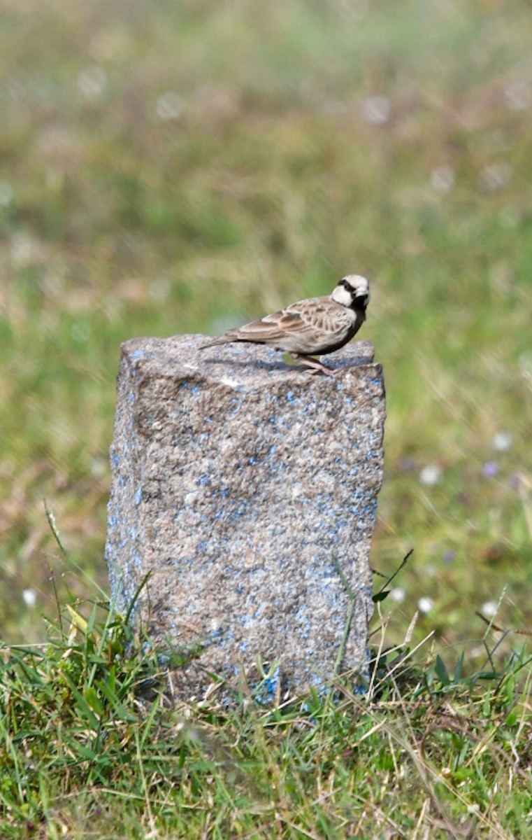 Ashy-crowned Sparrow-Lark - ML646781616