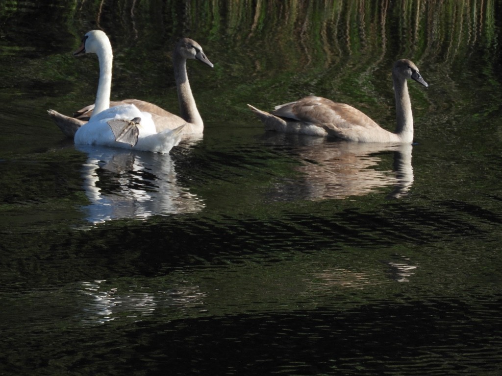 Лебедь-шипун - ML646781624