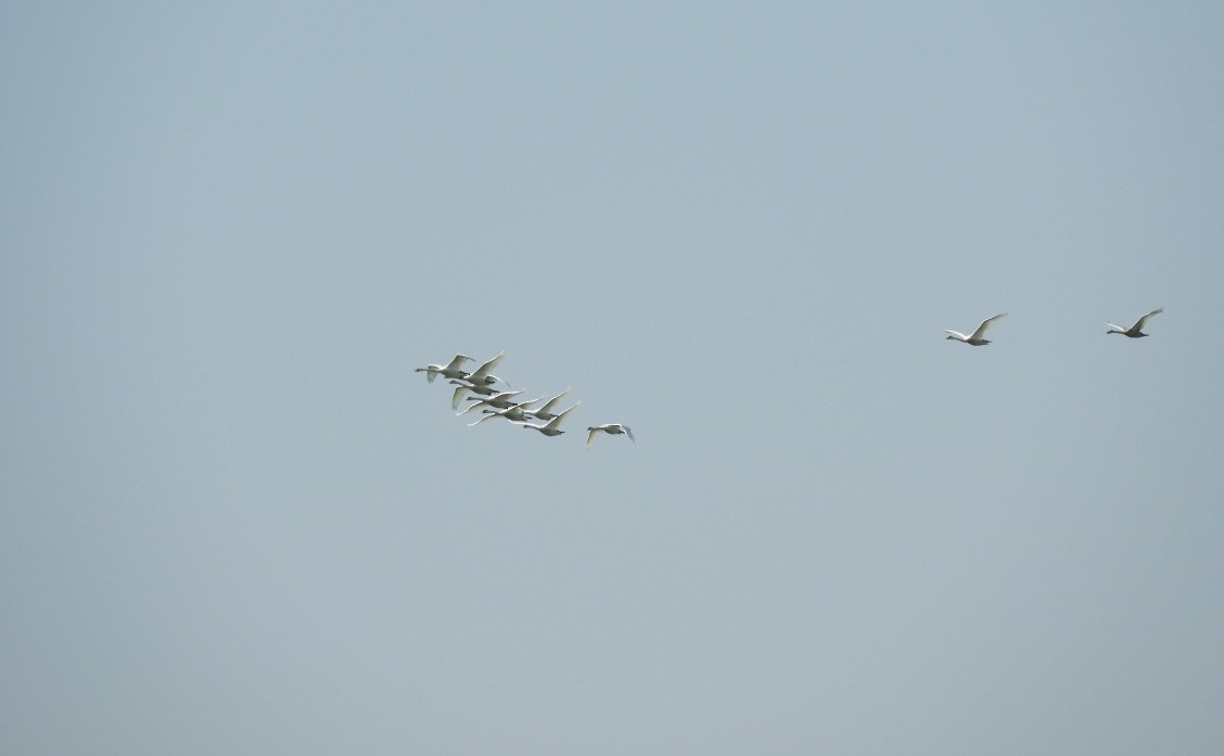 Лебедь-шипун - ML646781631