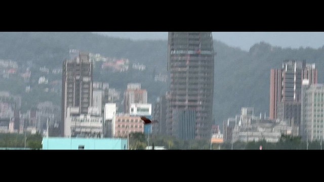 Pied Harrier - ML646781632