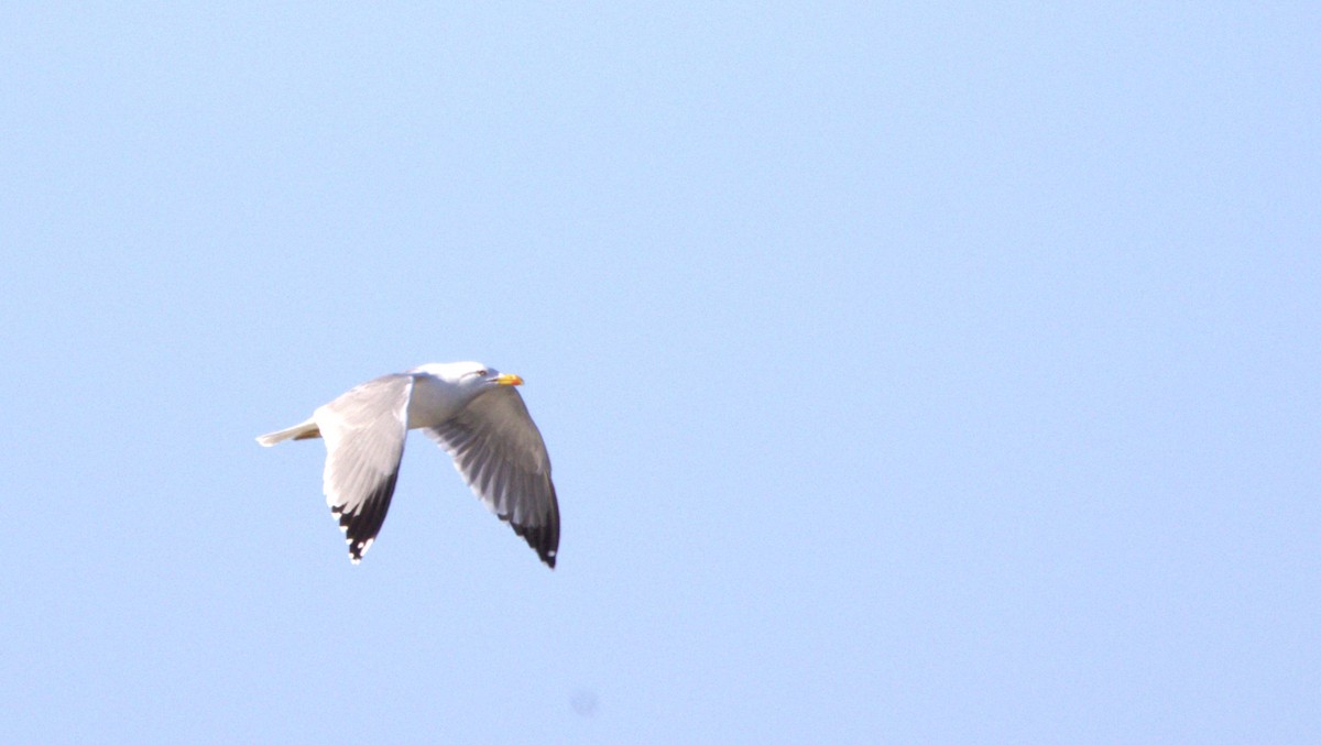 Yellow-legged Gull - ML646781633