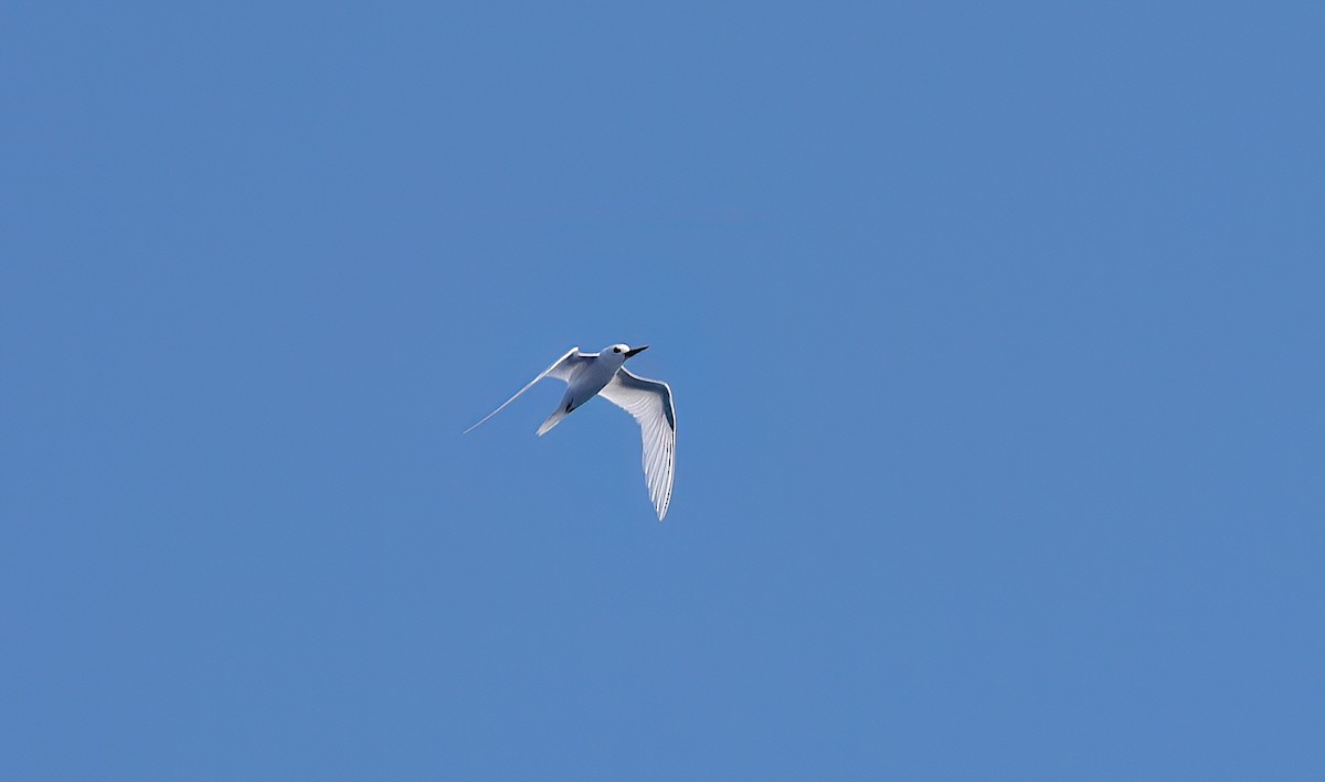 Blue-billed White-Tern - ML646781640