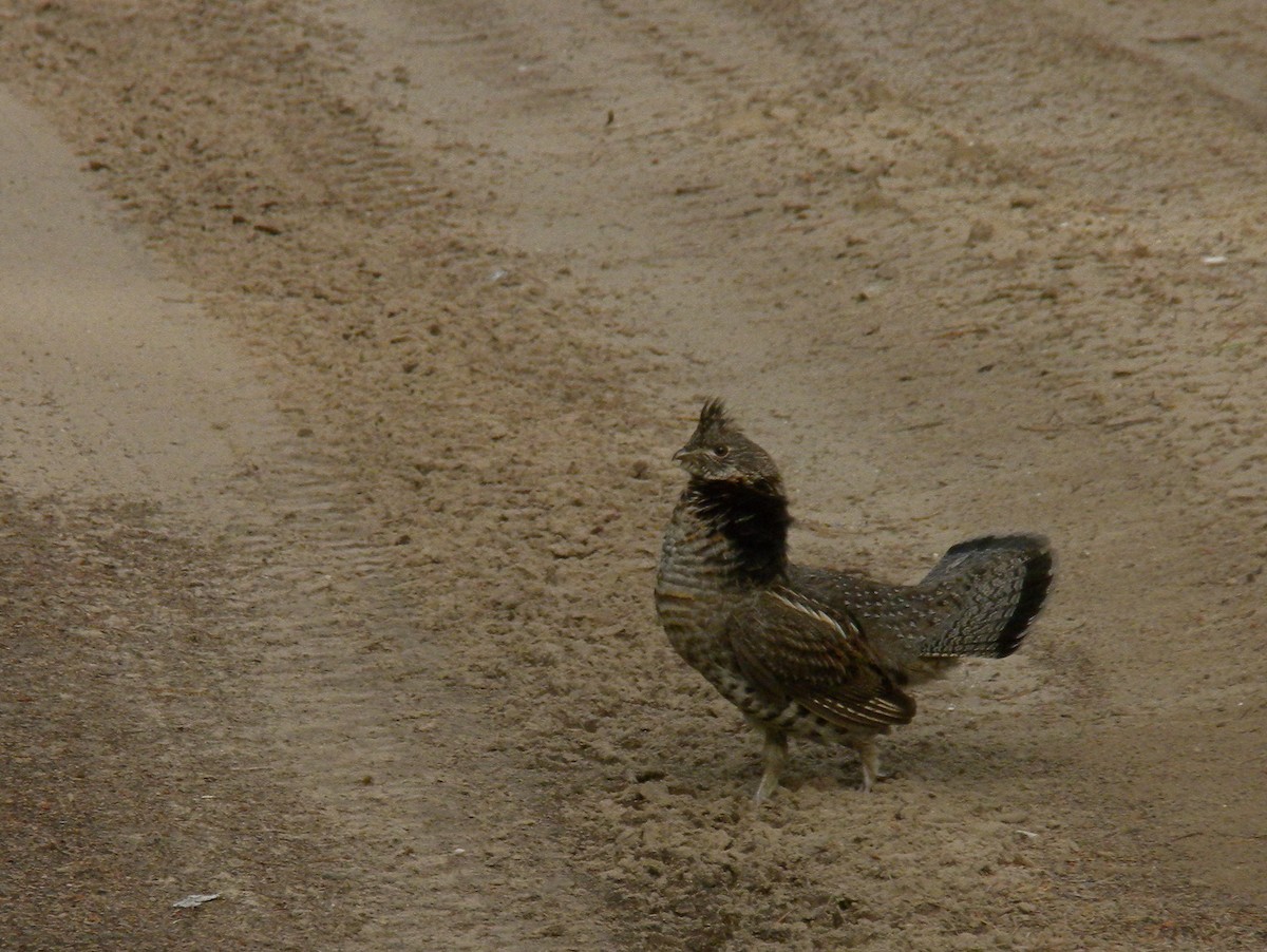 エリマキライチョウ - ML646781645