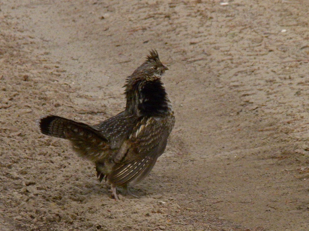 エリマキライチョウ - ML646781646