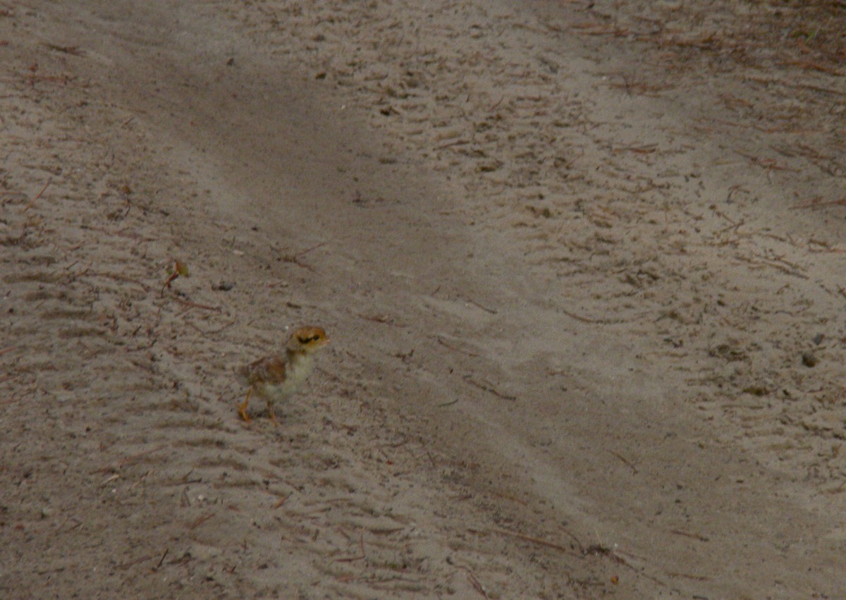 エリマキライチョウ - ML646781647