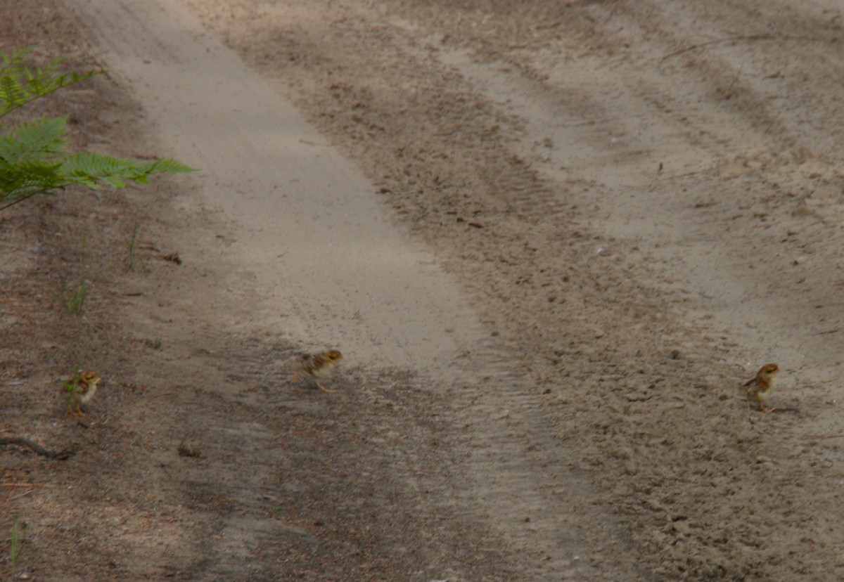 エリマキライチョウ - ML646781650