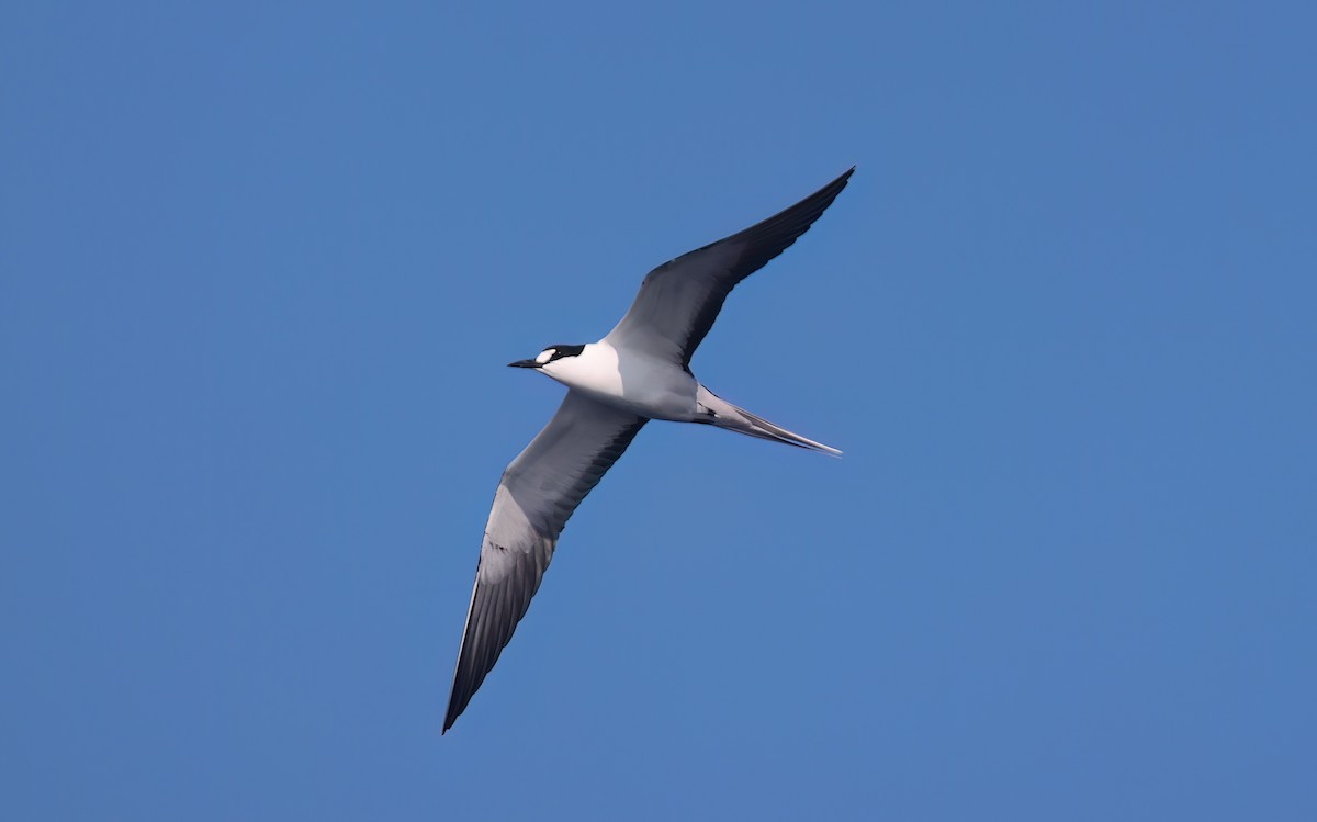 Sooty Tern - ML646781651