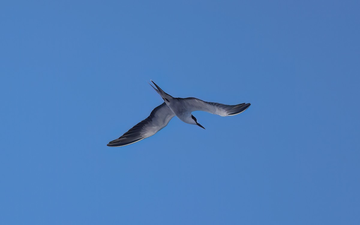 Sooty Tern - ML646781653