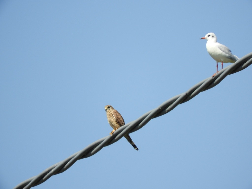 Пустельга - ML646781655