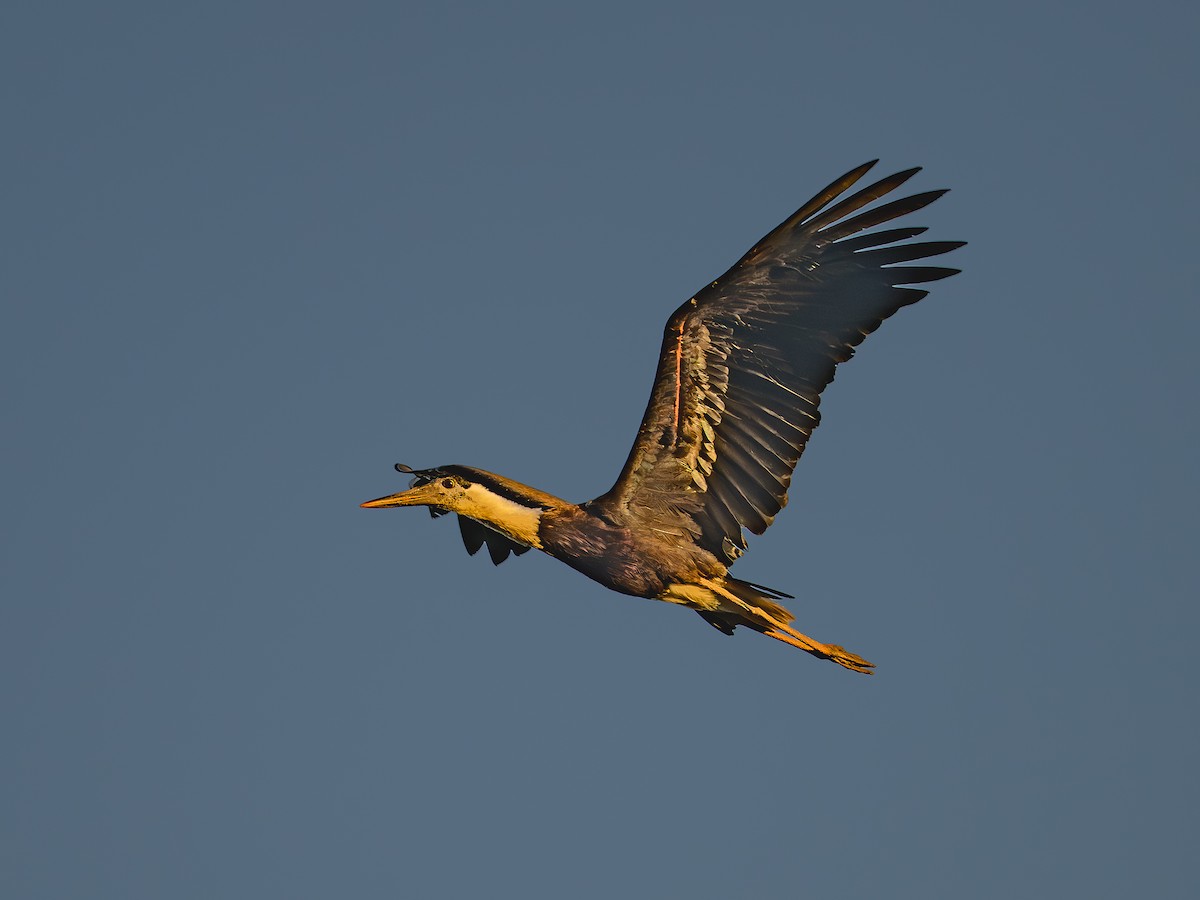 חסידה לבנת-גרון אסייתית - ML646781656