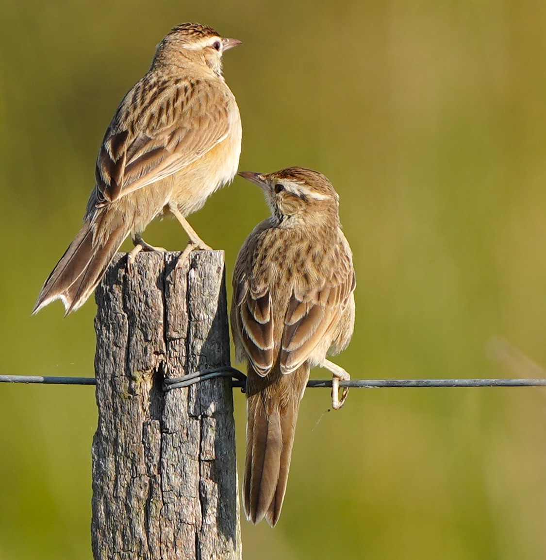 Weißkehl-Bündelnister - ML646781660