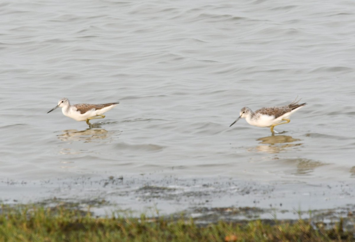 Marsh Sandpiper - ML646781667