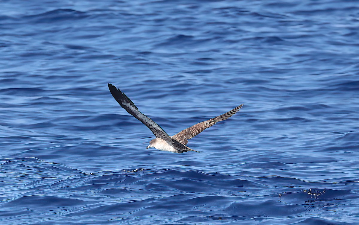 Wedge-tailed Shearwater - ML646781678