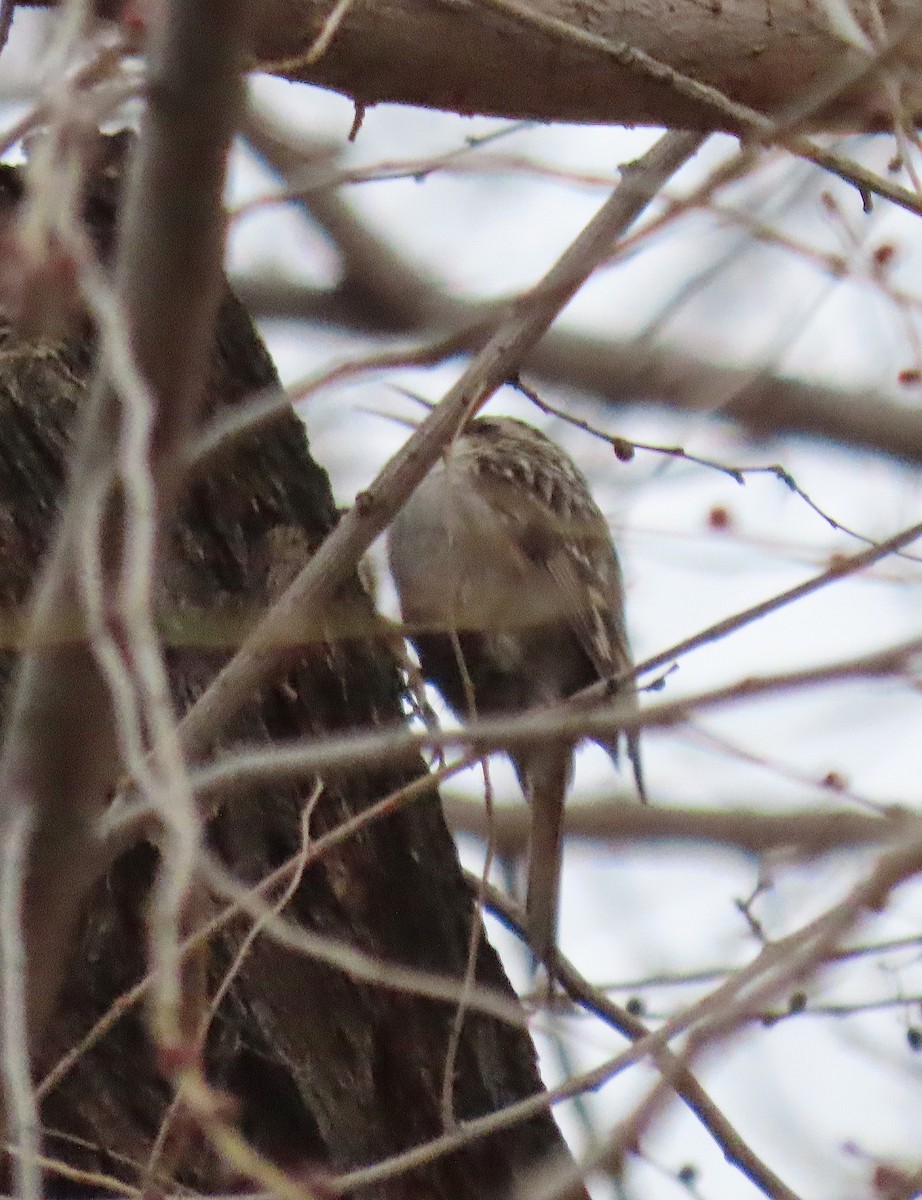 Short-toed Treecreeper - ML646781682