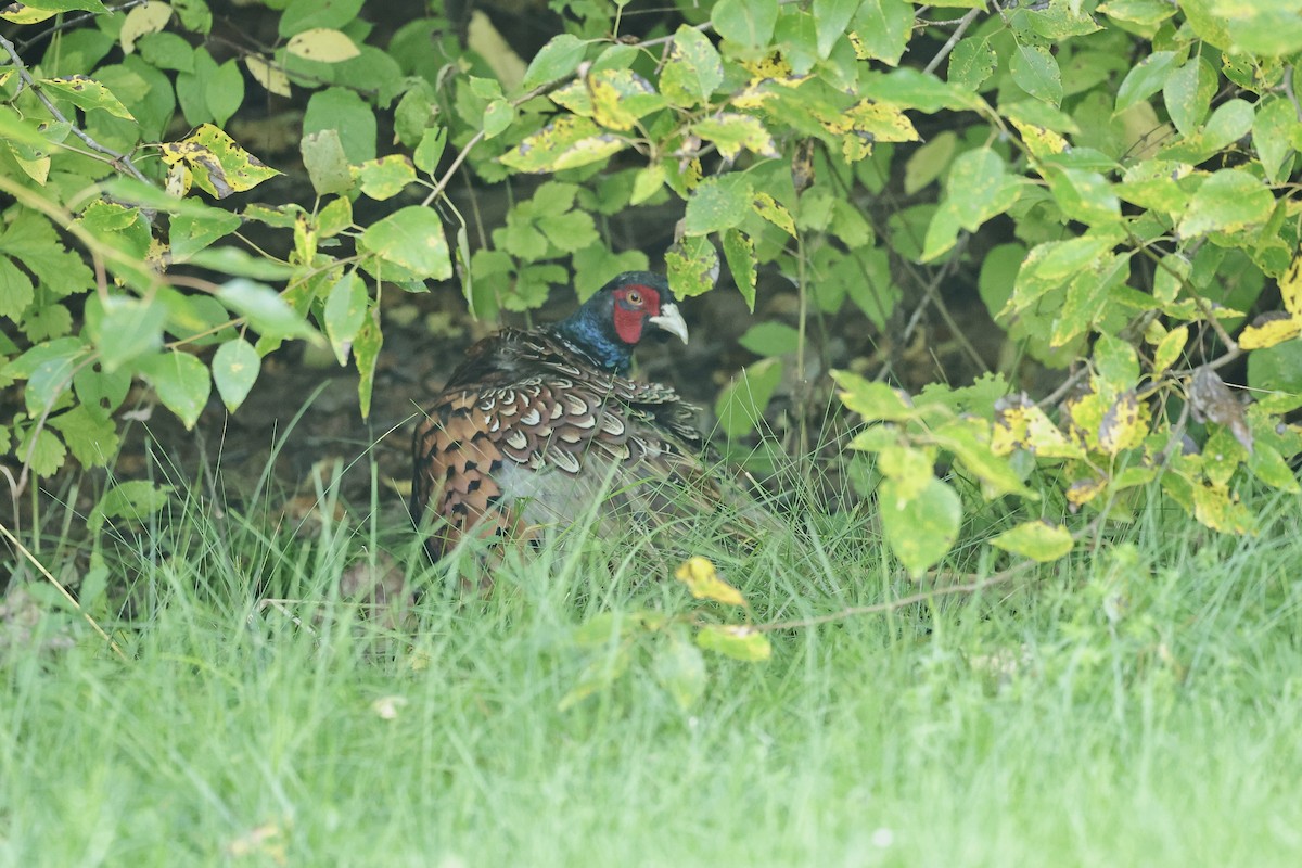 Faisai arrunta - ML646781685