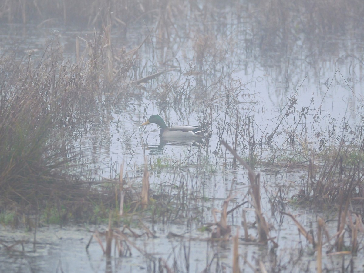 Кряква - ML646781687