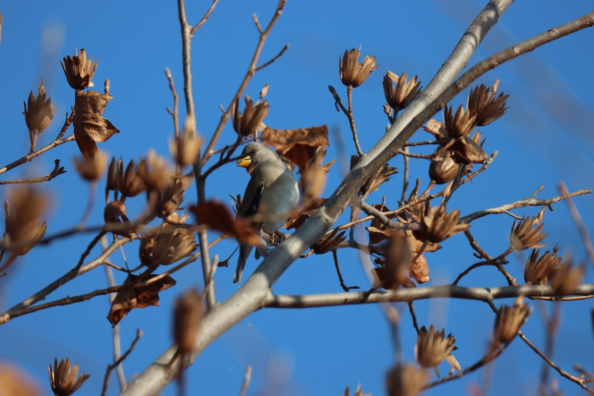 小桑鳲 - ML646781690