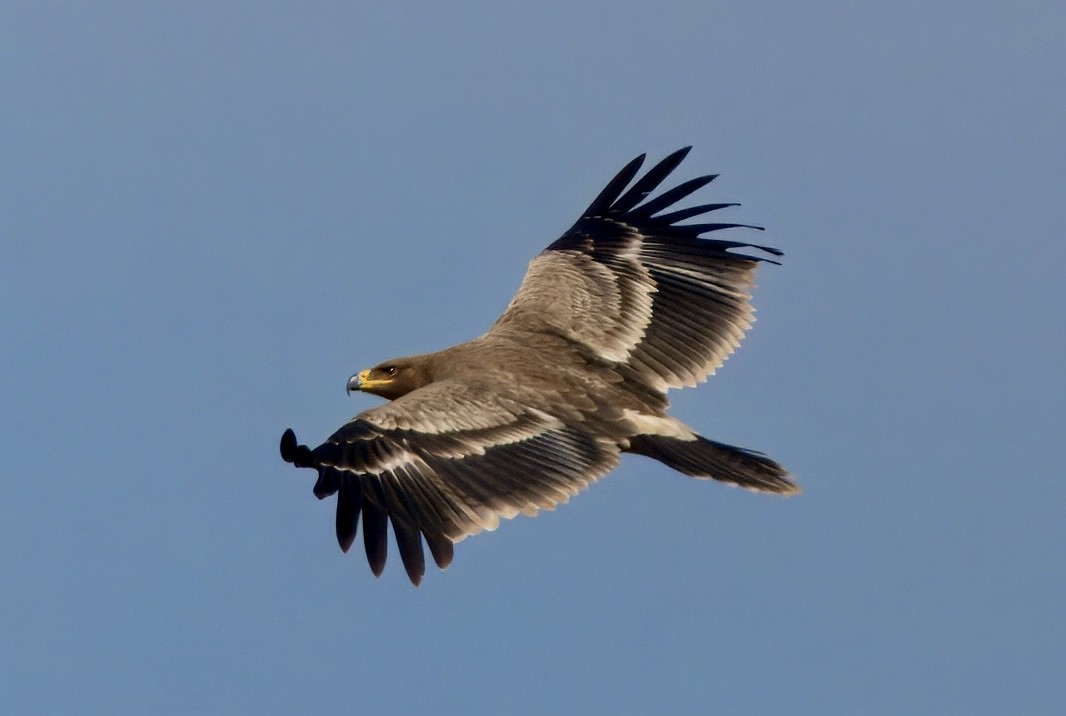 Steppenadler - ML646781691