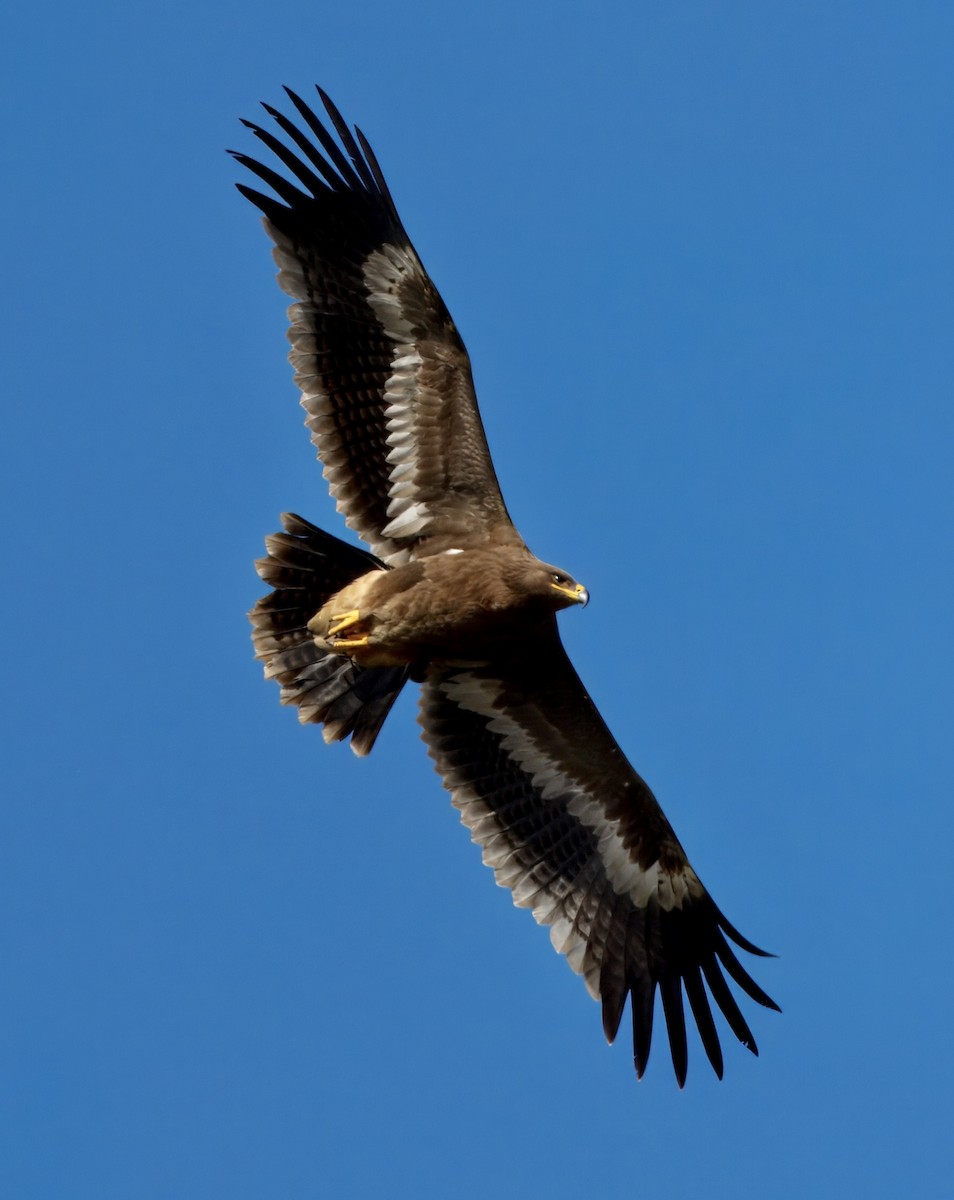 Steppenadler - ML646781692