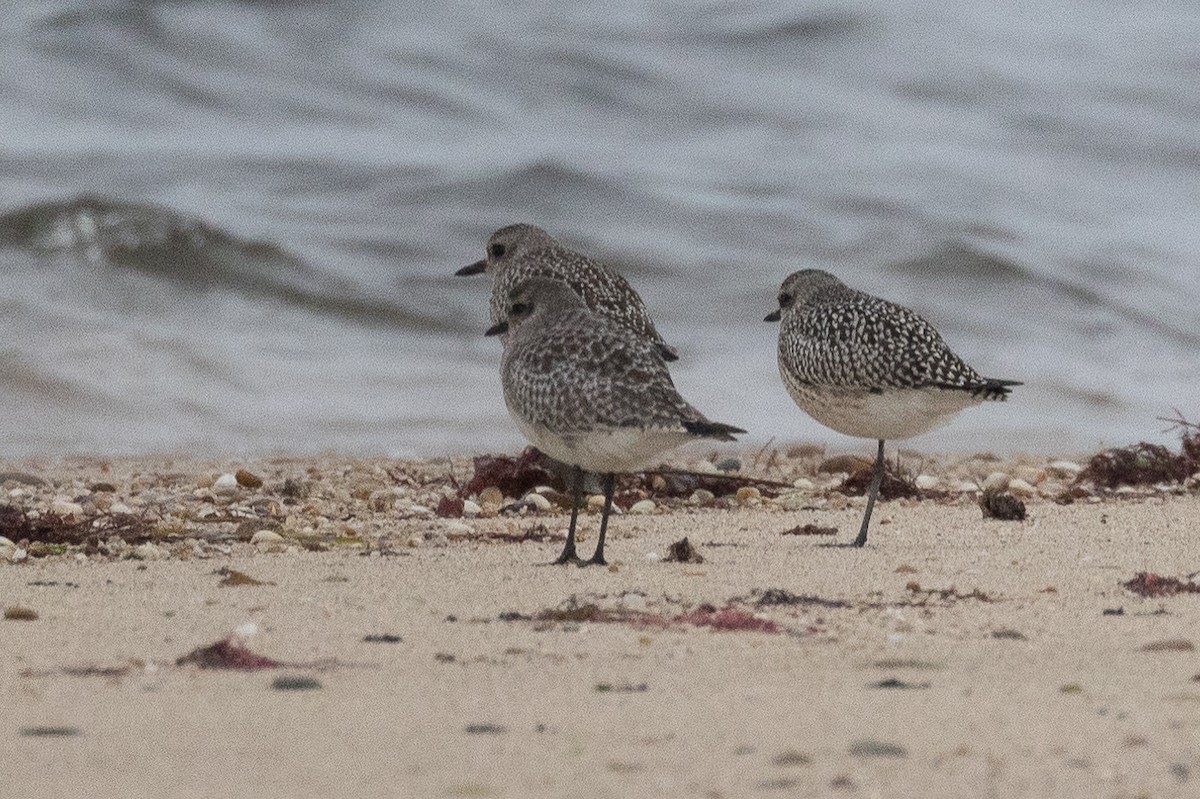 Сивка морська - ML646781693