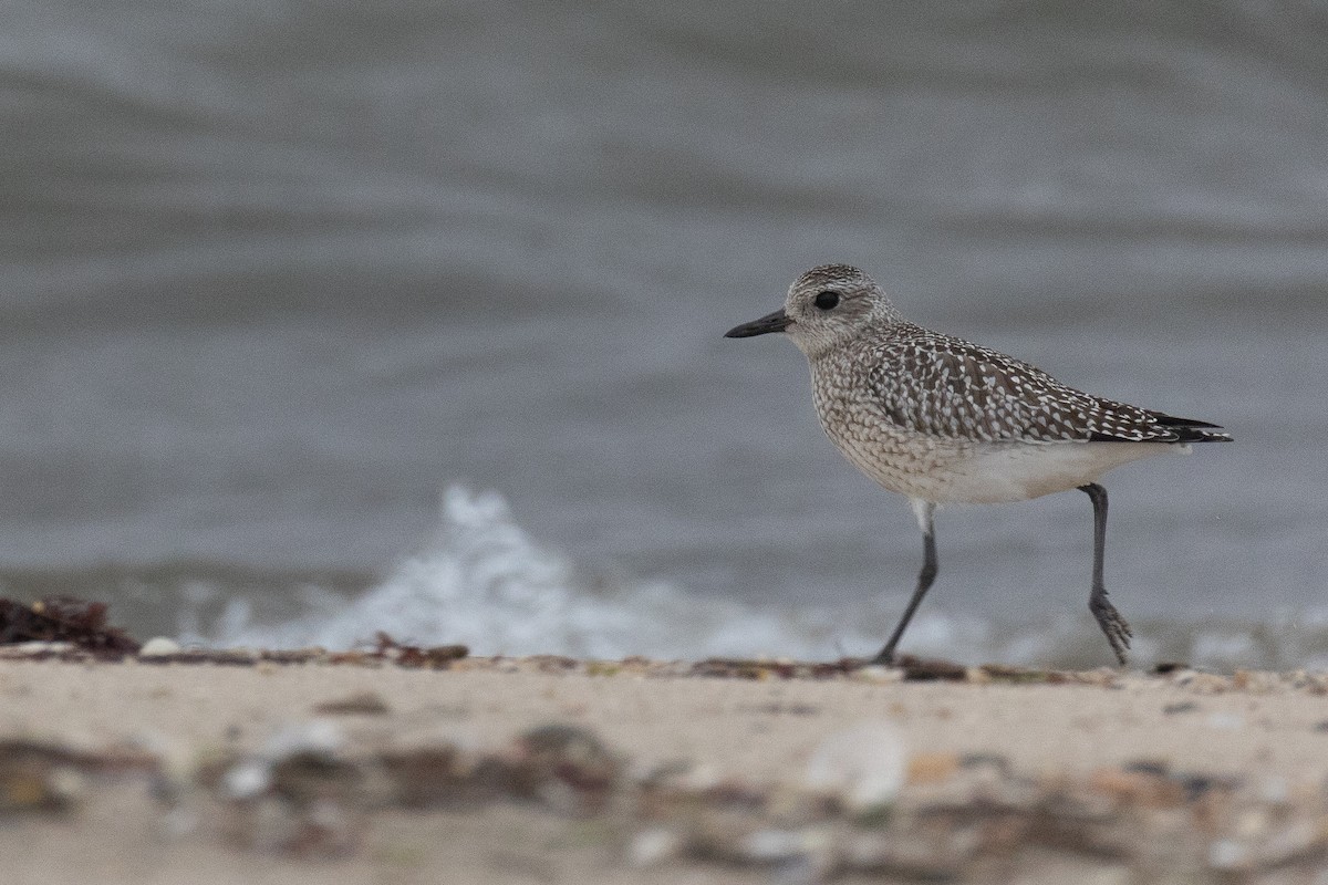 Сивка морська - ML646781694