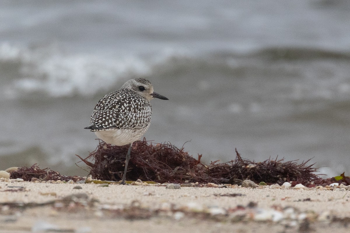 Сивка морська - ML646781695