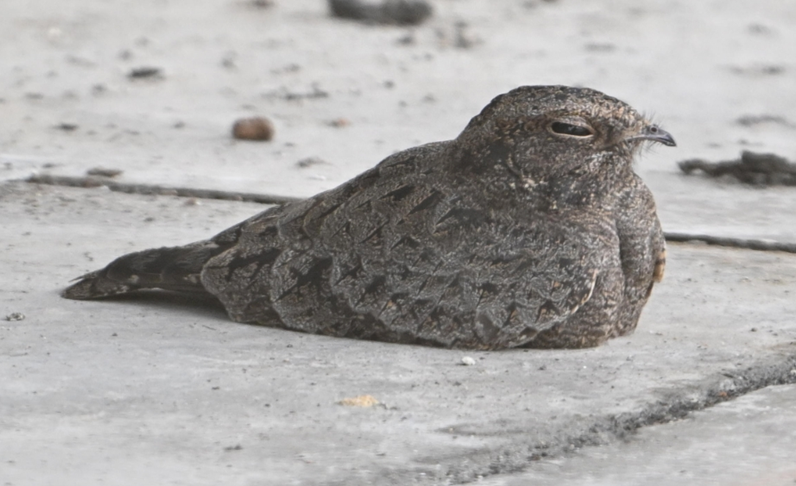 lelek savanový - ML646781696