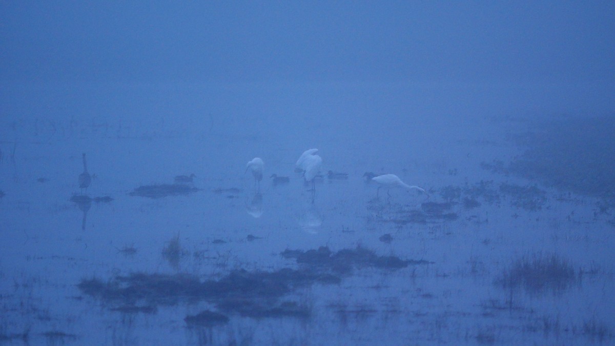 Большая белая цапля - ML646781698