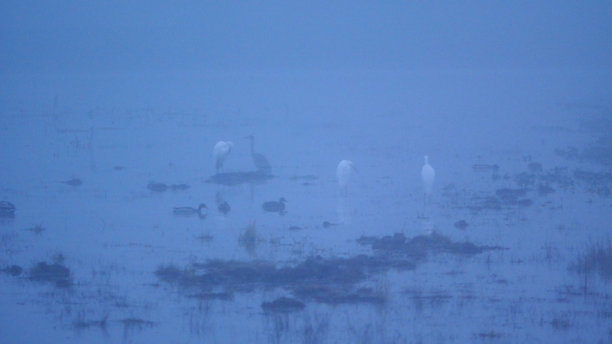 Большая белая цапля - ML646781699