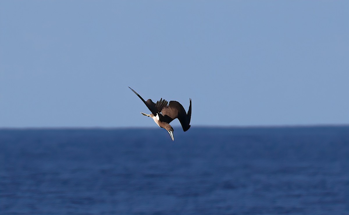 Brown Booby - ML646781700