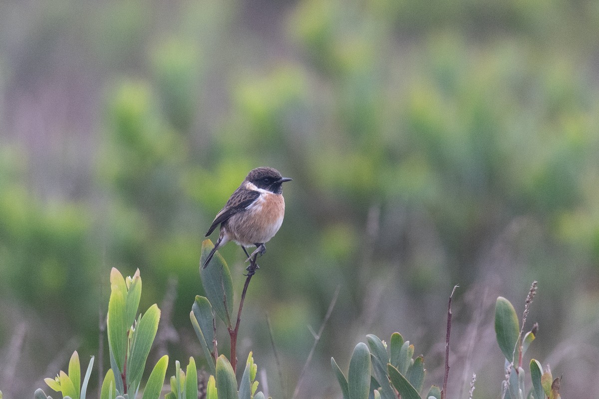 Трав'янка чорноголова - ML646781701