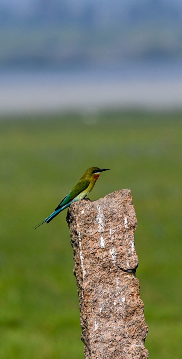 Blue-tailed Bee-eater - ML646781702