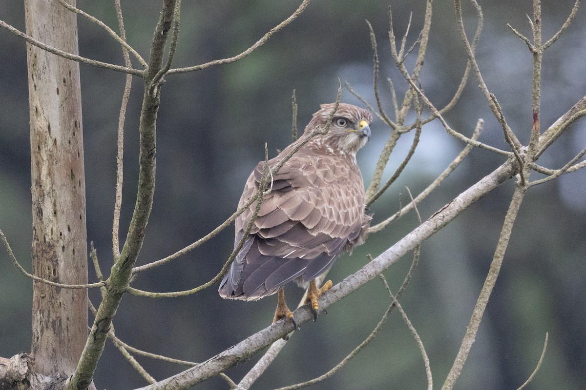 Канюк звичайний - ML646781708