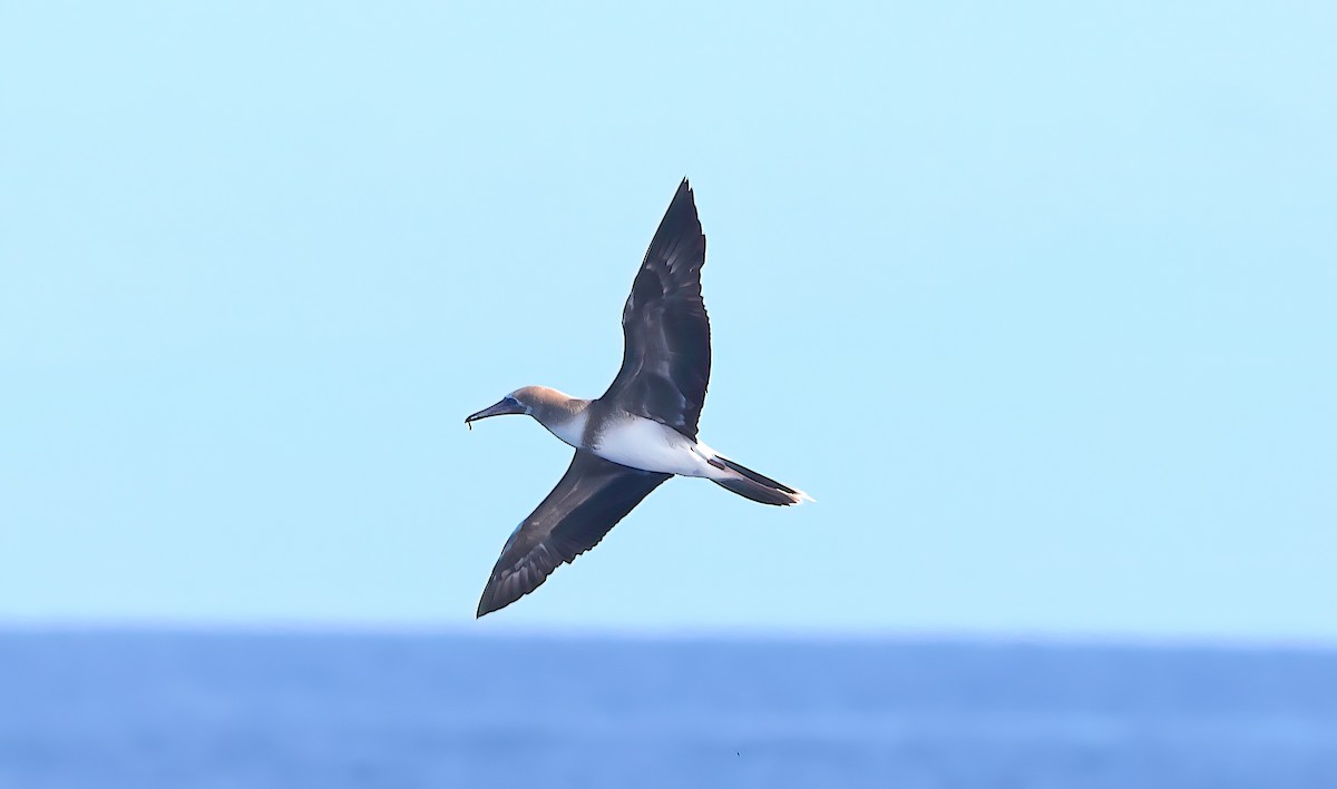 Red-footed Booby - ML646781709
