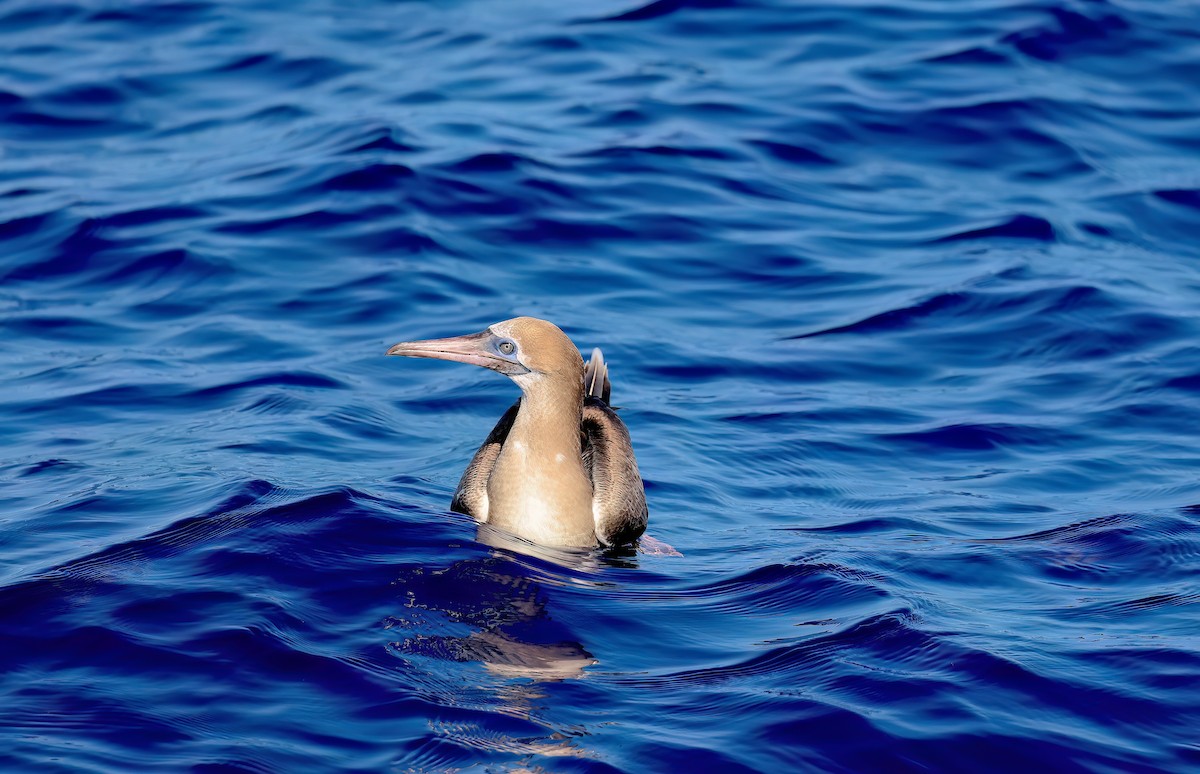 Red-footed Booby - ML646781710