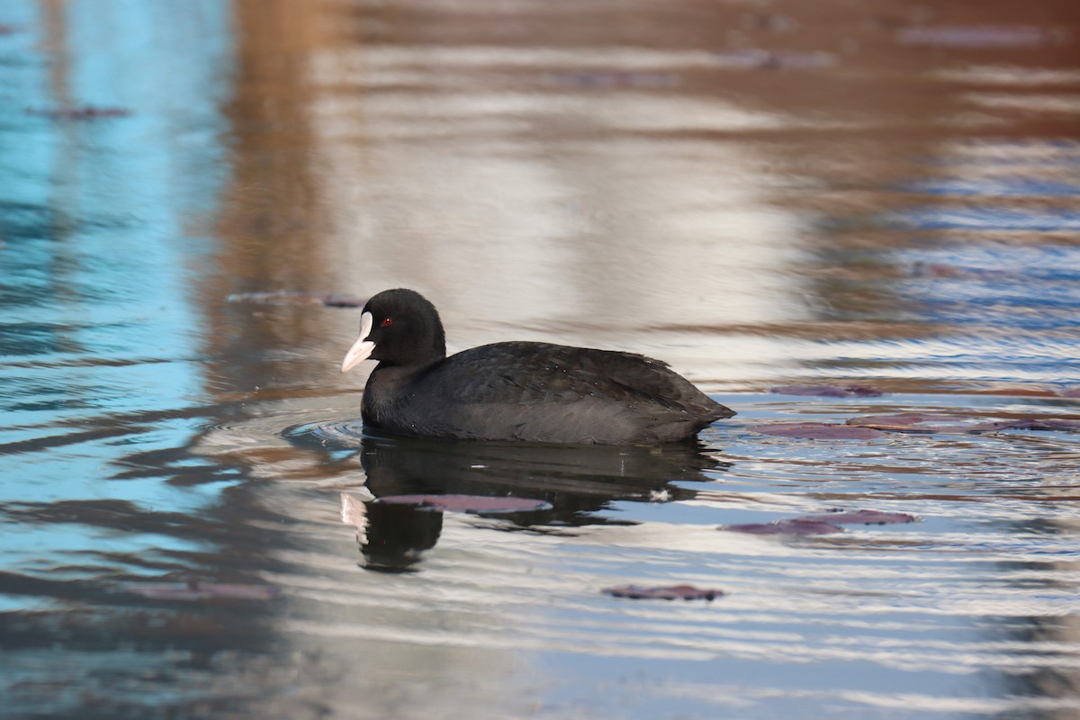 白冠雞 - ML646781711