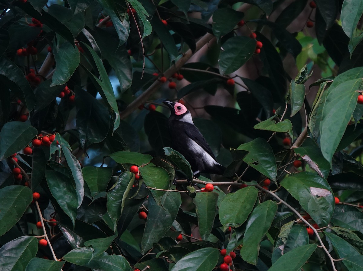 Coleto - ML646781716